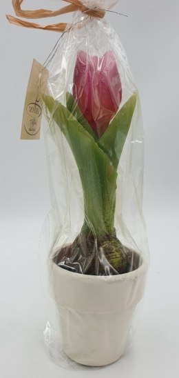 Świeca w doniczce TULIPAN